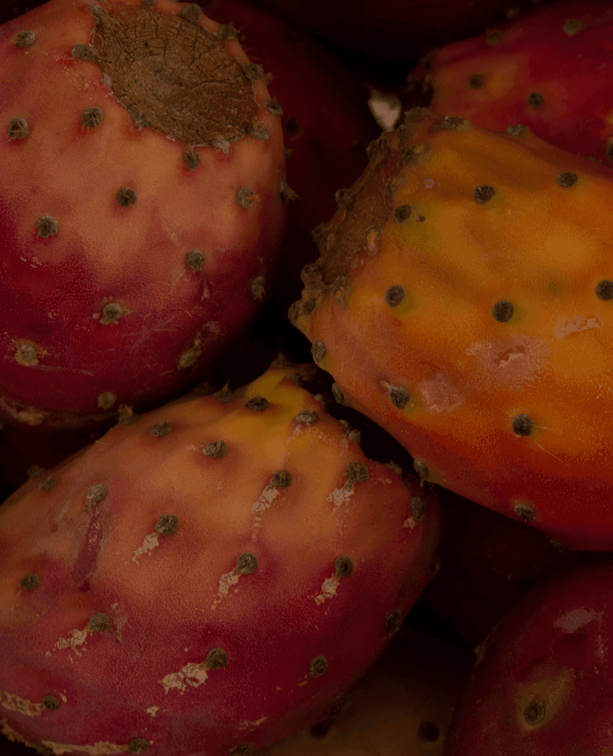 Darana: The Swiss Luxury Brand Redefining Natural Anti-Aging Skincare